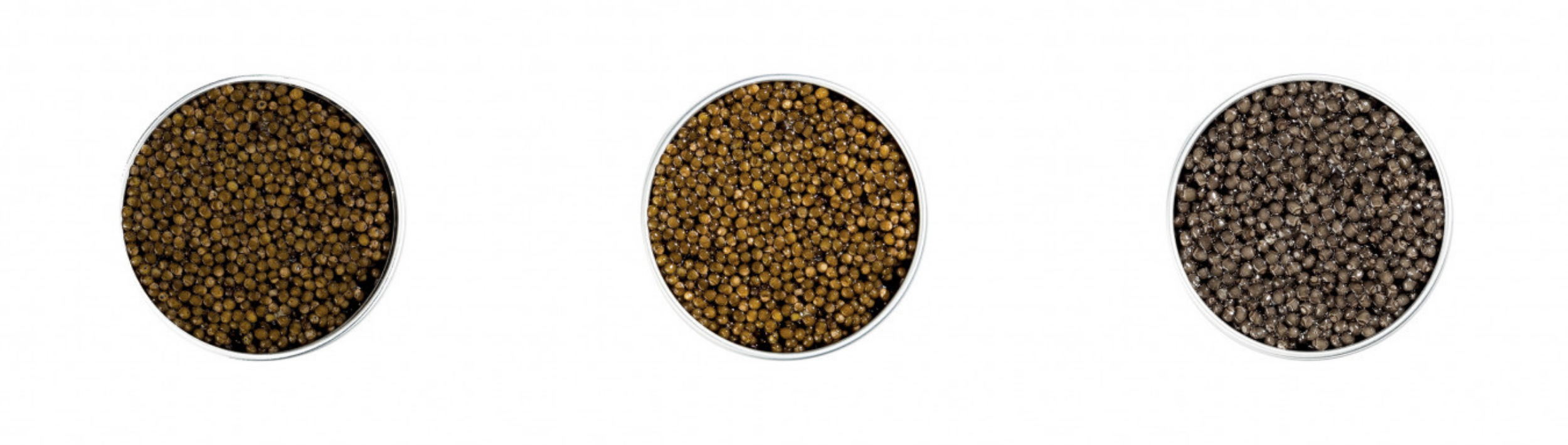 3 boite de caviar ouverte avec les 3 sortes de caviars : baeri, oscietre et béluga, sur fond blanc